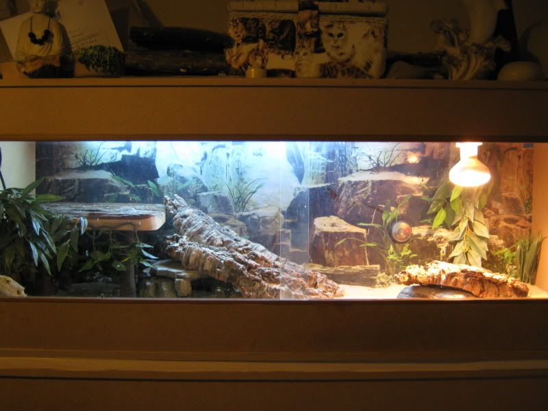 Bearded Dragon Tank Decor Ideas