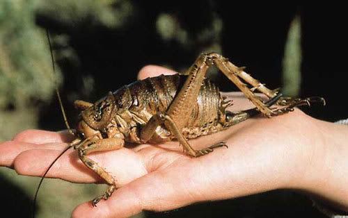 https://i49.photobucket.com/albums/f266/Tyferra/giant_weta.jpg