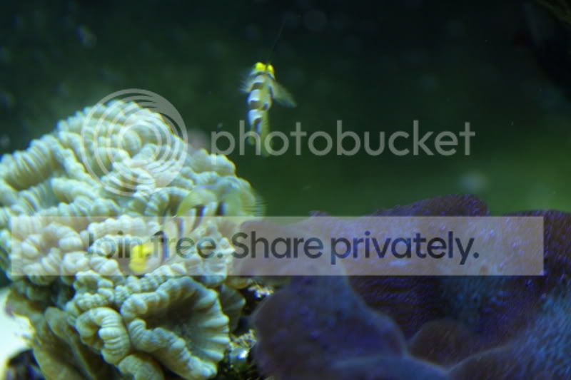 gobies