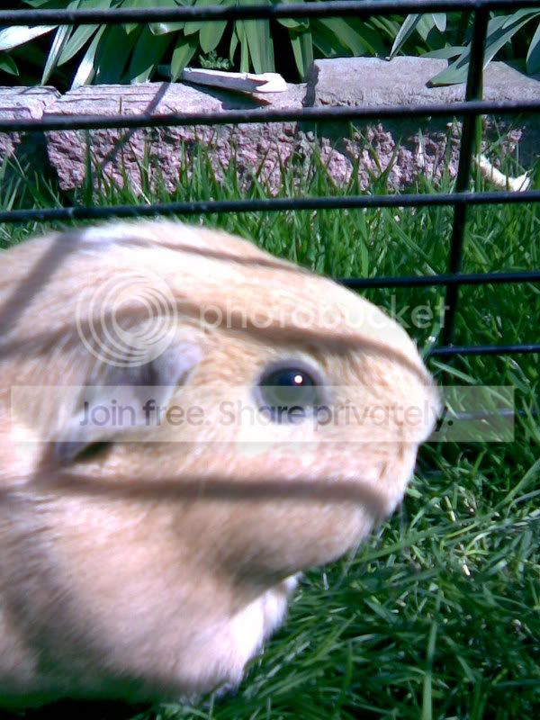 Piggies3.jpg