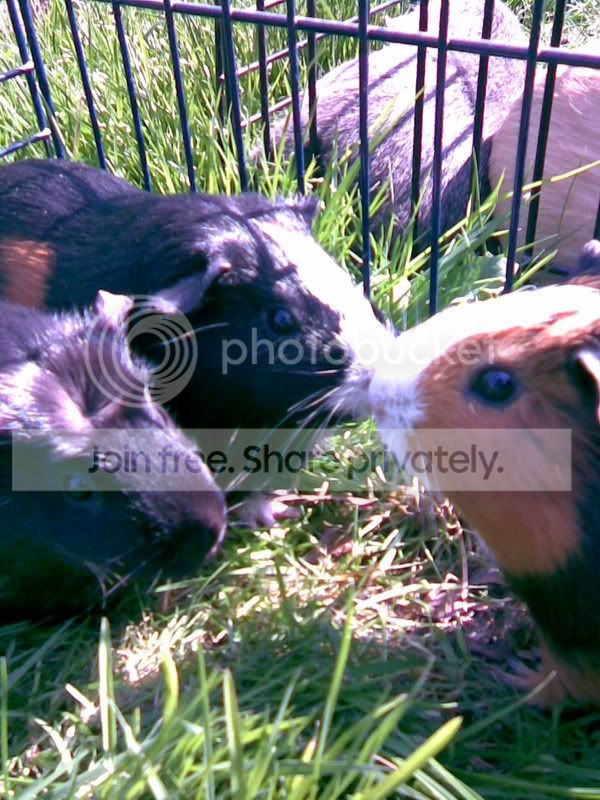 Piggies5.jpg