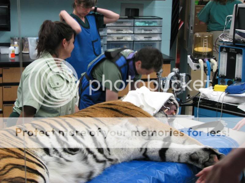 Animal Kingdom Vet Surgery Times? | The DIS Disney Discussion Forums ...